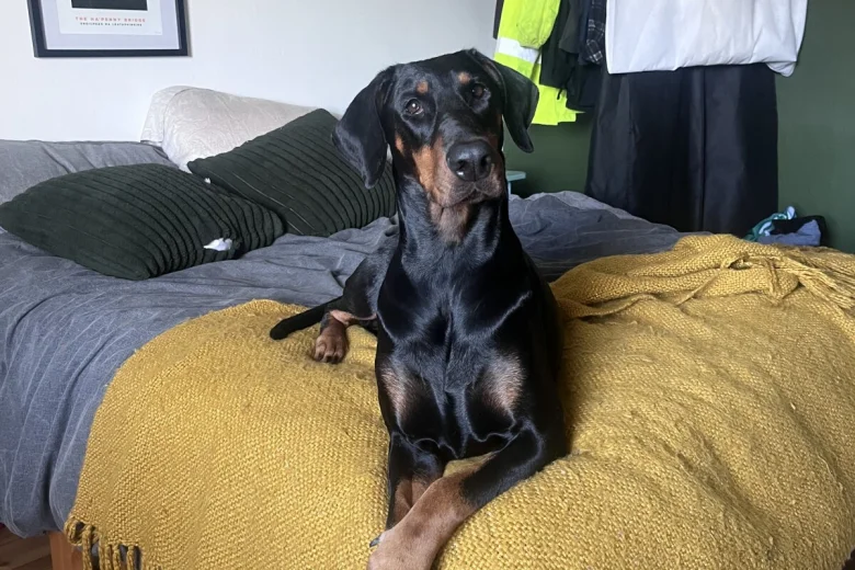 Doberman