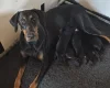 Doberman