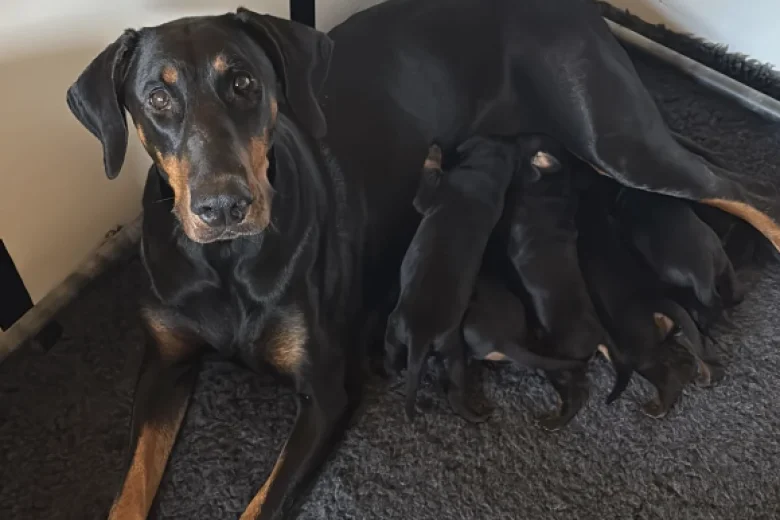 Doberman