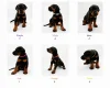 Doberman