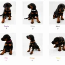 Doberman