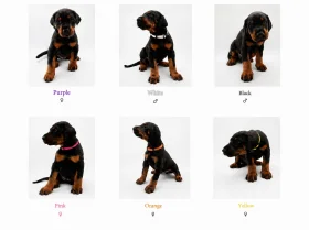 Doberman