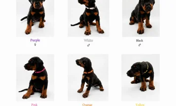 Doberman