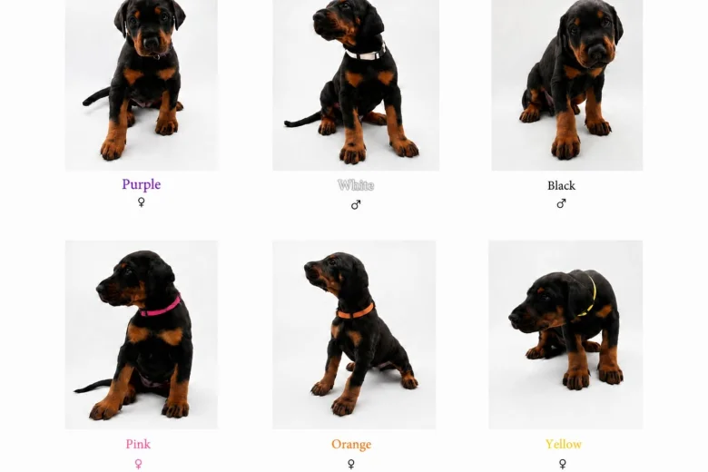 Doberman
