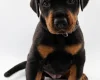 Doberman
