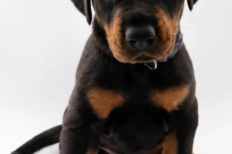 Doberman