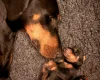 Doberman
