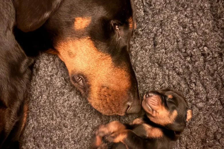 Doberman