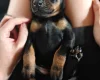 Doberman