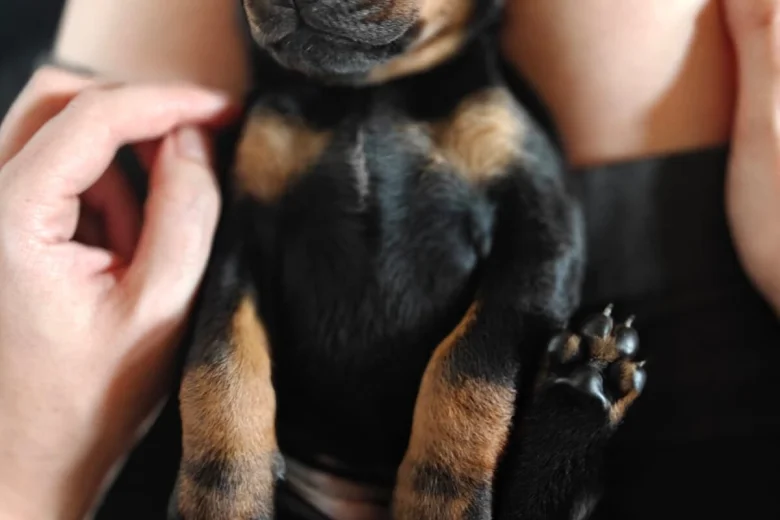 Doberman