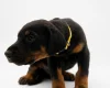 Doberman