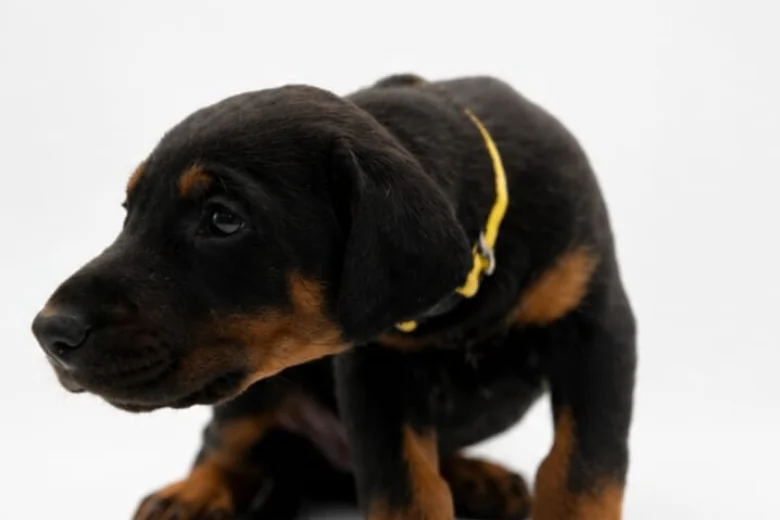 Doberman