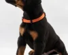 Doberman