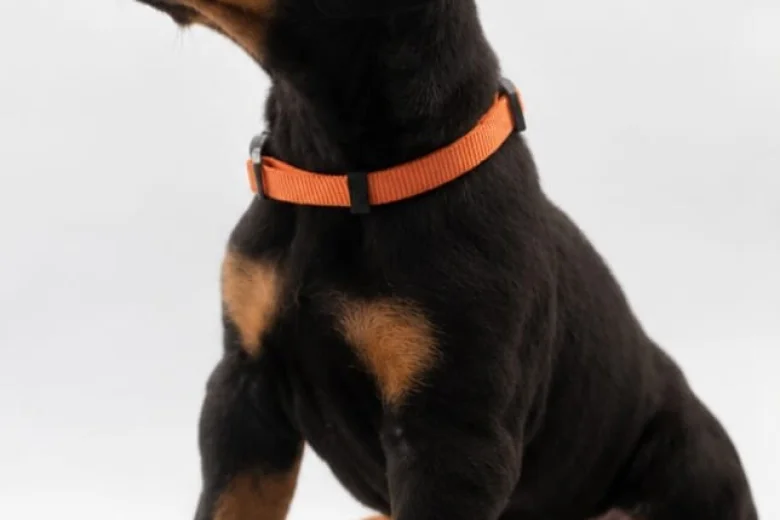 Doberman