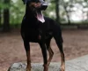 Doberman