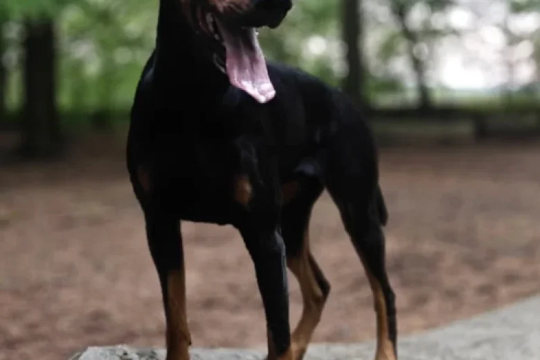 Doberman