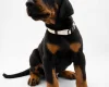 Doberman