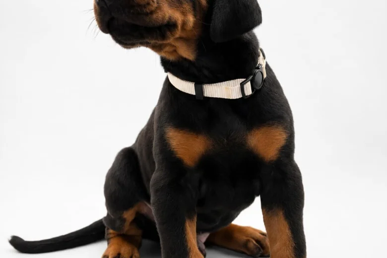 Doberman