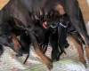 Doberman