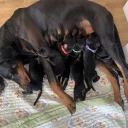 Doberman