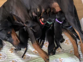 Doberman