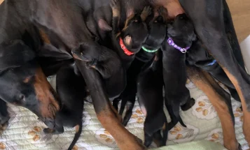 Doberman