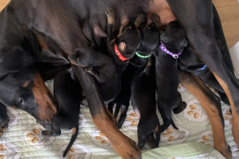 Doberman