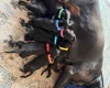 Doberman