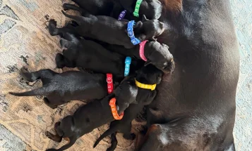 Doberman