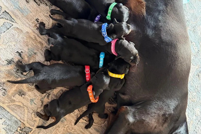 Doberman