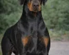Doberman