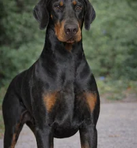 Sire