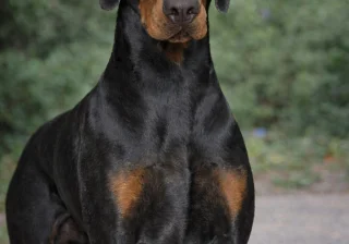 Stud