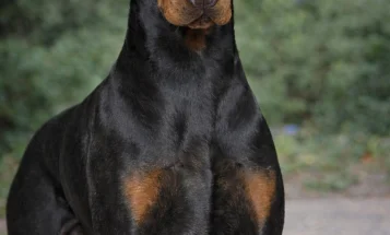 Doberman
