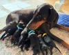 Doberman