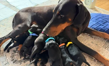 Doberman