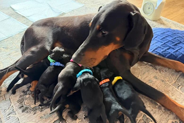 Doberman