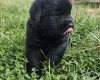 Newfoundland