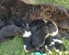 Newfoundland