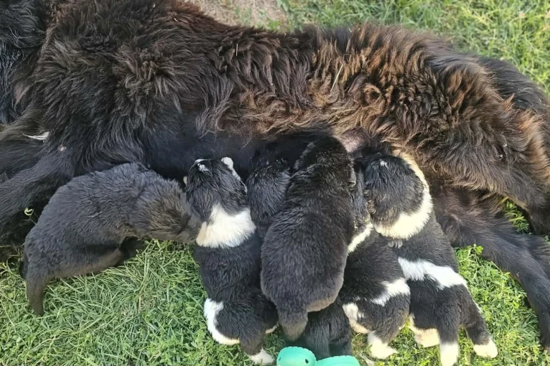 Newfoundland