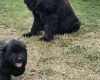 Newfoundland