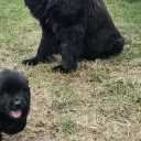 Newfoundland