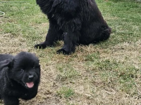 Newfoundland