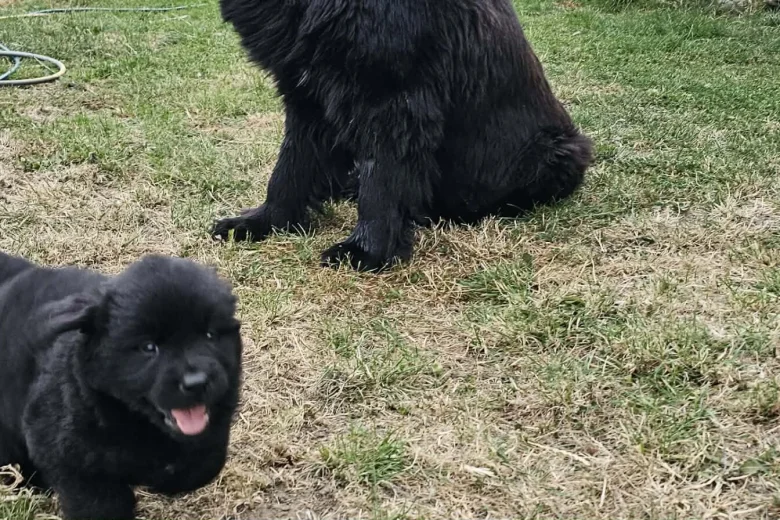 Newfoundland