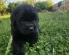 Newfoundland