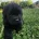 Newfoundland