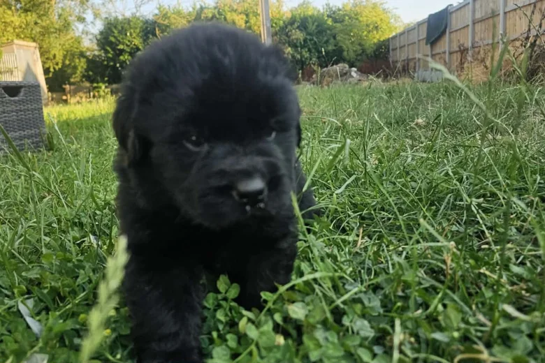 Newfoundland