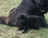 Newfoundland