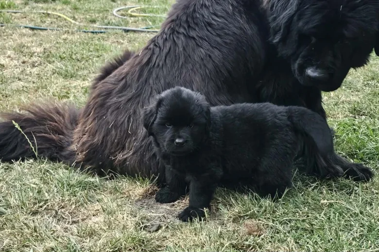 Newfoundland