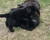 Newfoundland